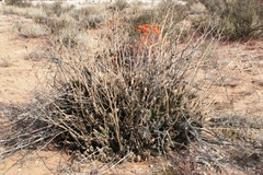 Aloe hereroensis (Aloe hereroensis)