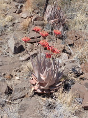 Aloe hereroensis (Aloe hereroensis)