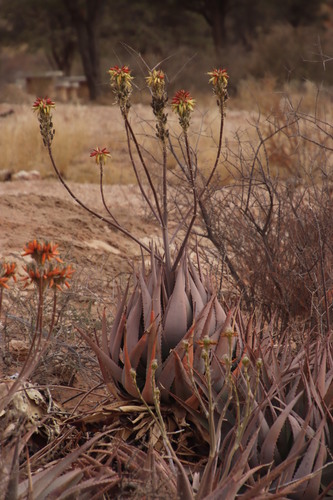 Aloe hereroensis (Aloe hereroensis)