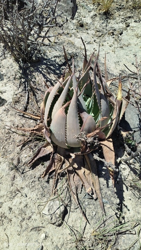Aloe hereroensis (Aloe hereroensis)