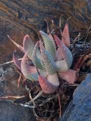 Aloe hereroensis (Aloe hereroensis)