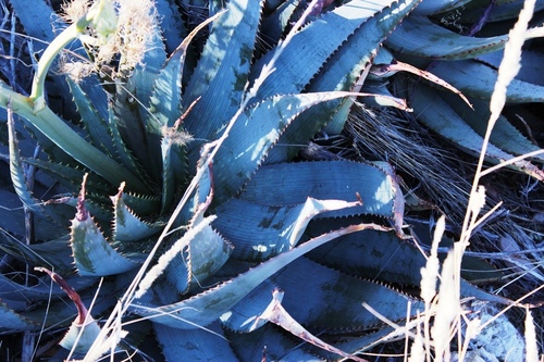 Aloe hereroensis (Aloe hereroensis)