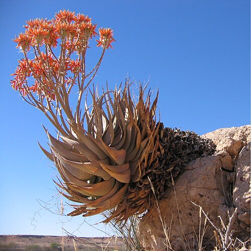 Aloe hereroensis: Aloe hereroensis , Auob Rivier, Namibia