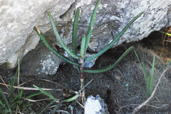 Aloe hoffmannii (Aloe hoffmannii)