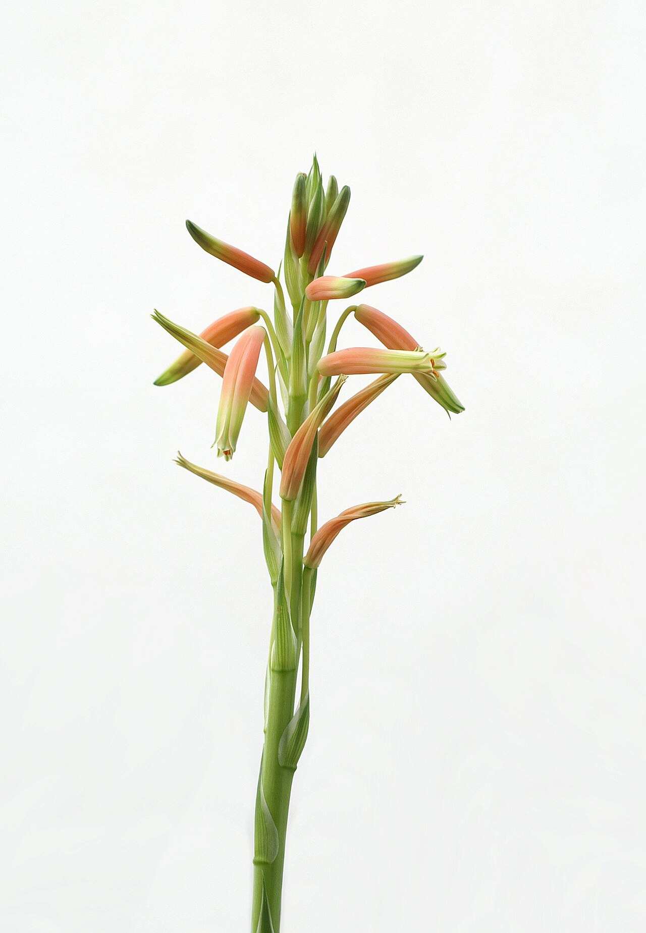 Spider aloe: Die Aloen (Aloe) sind eine Pflanzengattung aus der Familie der Affodillgewächse (Asphodelaceae) . Zur Gattung gehören etwa 400 Arten. Auf den Bild sieht man den