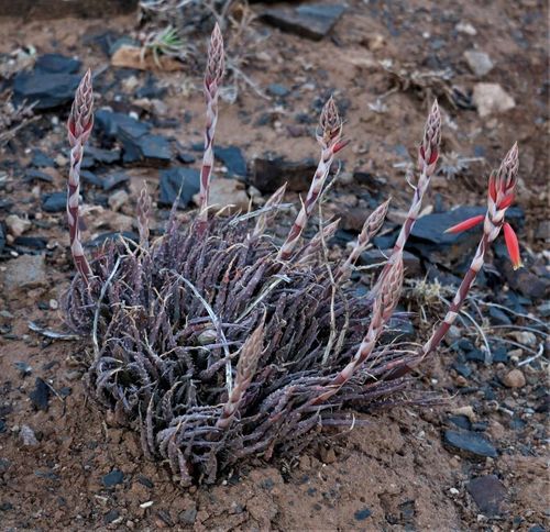 Spider aloe (Aloe humilis)
