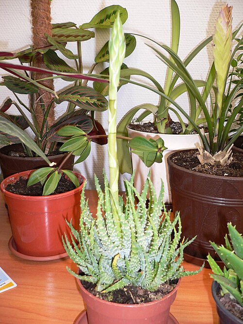 Spider aloe: Aloe humilis