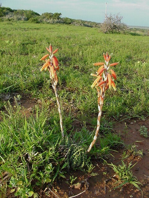 Spider aloe (Aloe humilis)