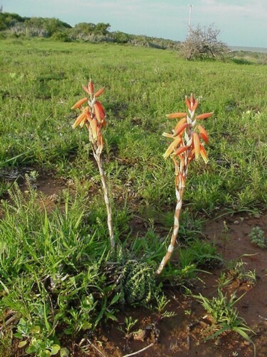 Spider aloe (Aloe humilis)