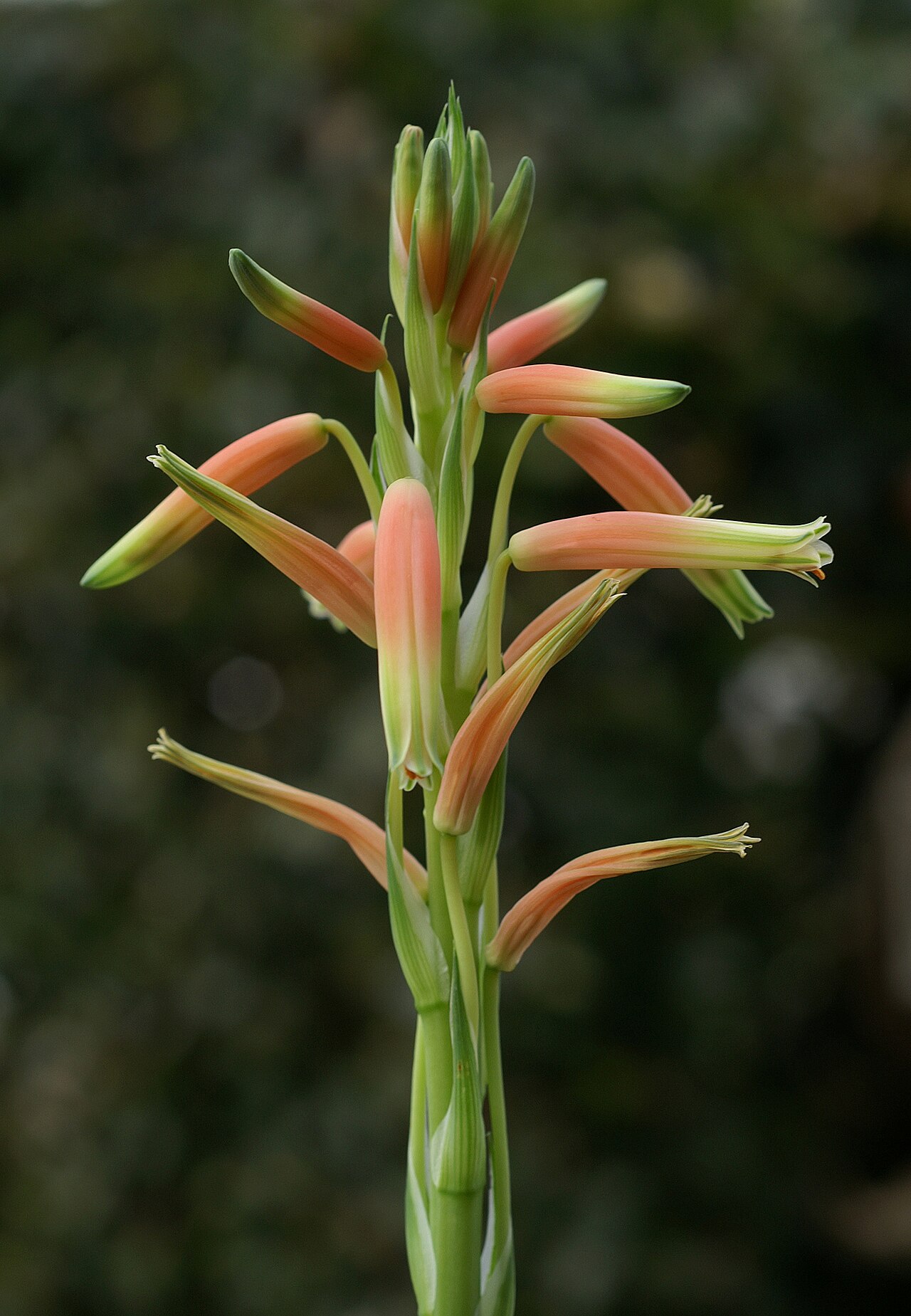Spider aloe: Die Aloen (Aloe) sind eine Pflanzengattung aus der Familie der Affodillgewächse (Asphodelaceae) . Zur Gattung gehören etwa 400 Arten. Auf den Bild sieht man den