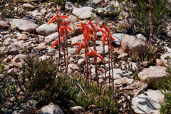 Spider aloe (Aloe humilis)