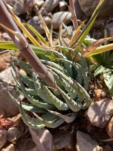 Spider aloe (Aloe humilis)