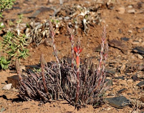 Spider aloe (Aloe humilis)