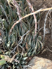Spider aloe (Aloe humilis)