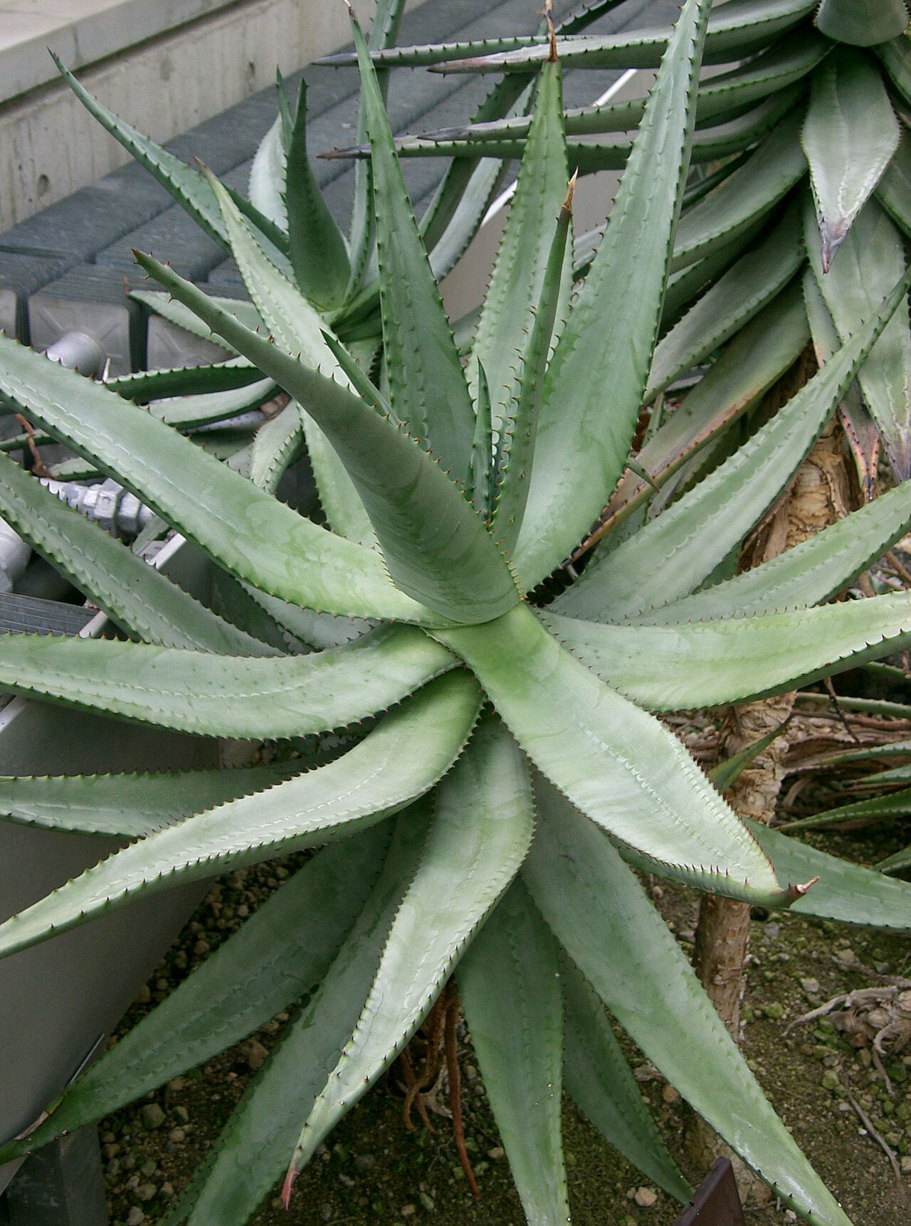 Spider aloe: Aloe humilis