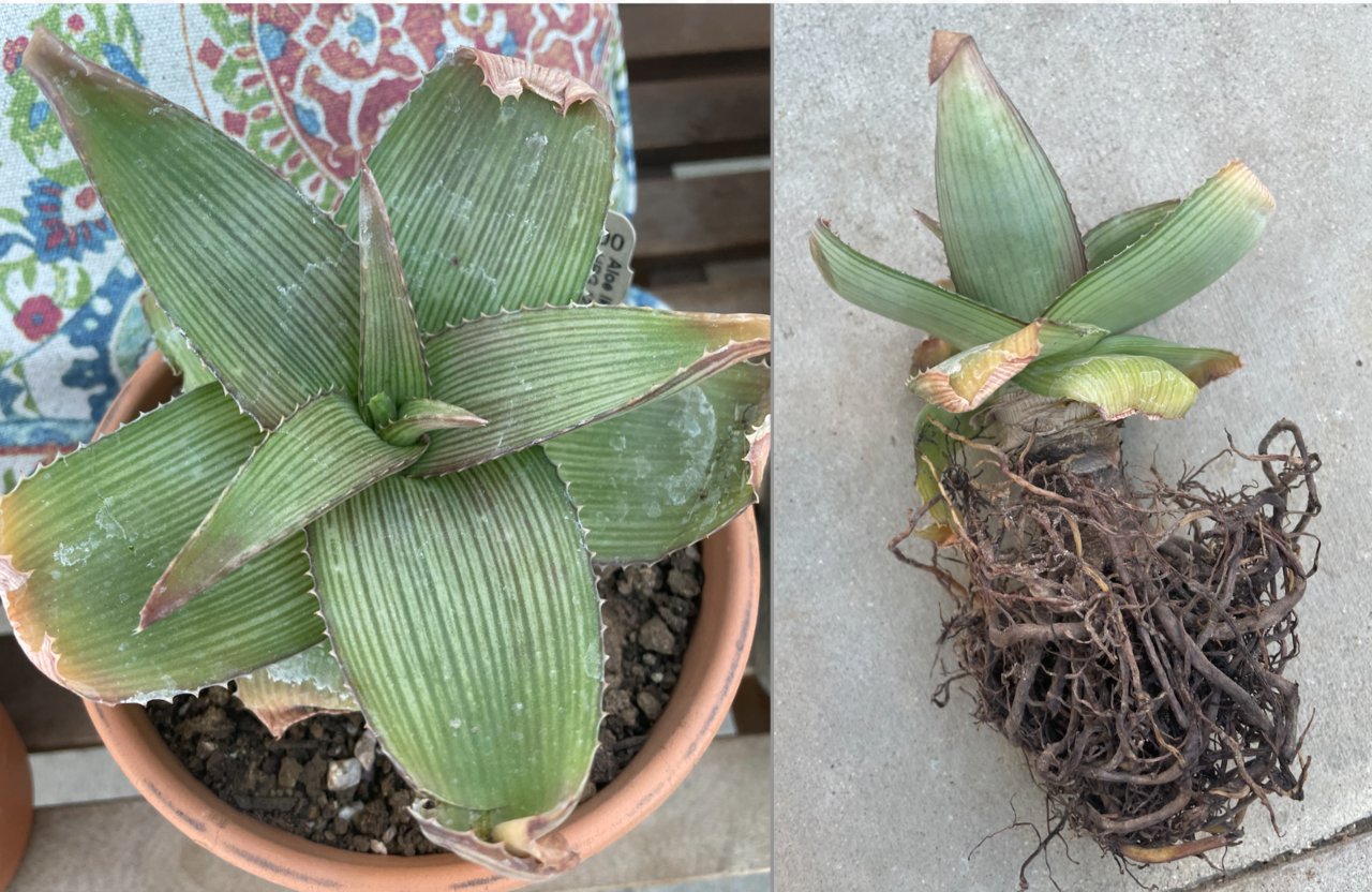 Aloe ikiorum: Aloe ikiorum plant and roots
