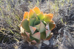Aloe imalotensis (Aloe imalotensis)