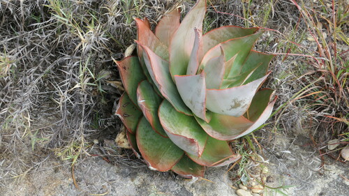 Aloe imalotensis (Aloe imalotensis)