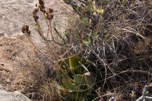 Aloe imalotensis (Aloe imalotensis)