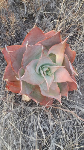 Aloe imalotensis (Aloe imalotensis)