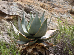 Aloe imalotensis (Aloe imalotensis)