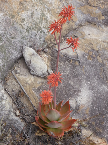 Aloe imalotensis (Aloe imalotensis)