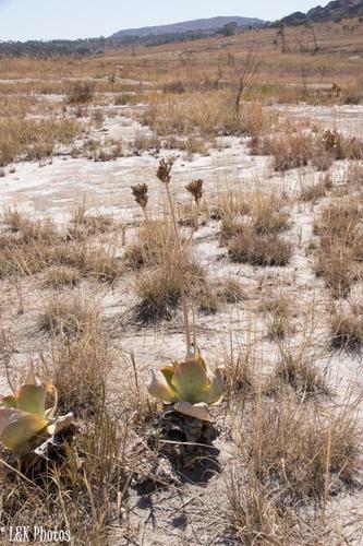 Aloe imalotensis (Aloe imalotensis)