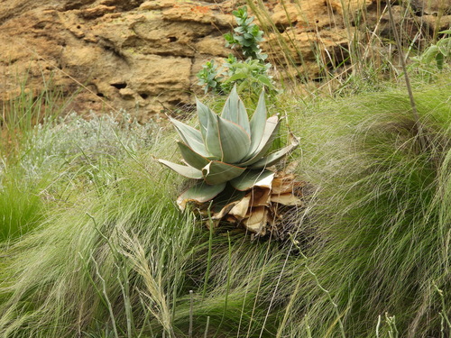 Aloe imalotensis (Aloe imalotensis)