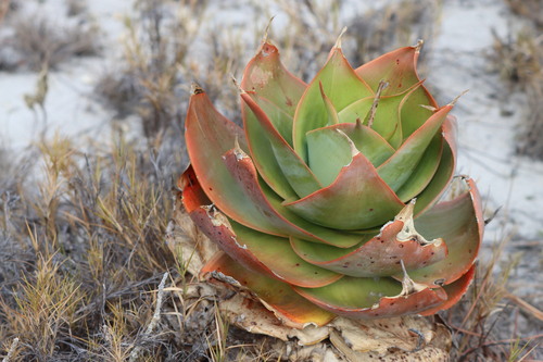 Aloe imalotensis (Aloe imalotensis)