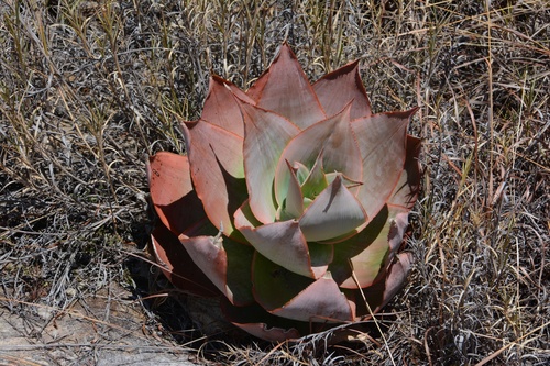 Aloe imalotensis (Aloe imalotensis)