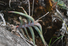 Aloe inexpectata (Aloe inexpectata)