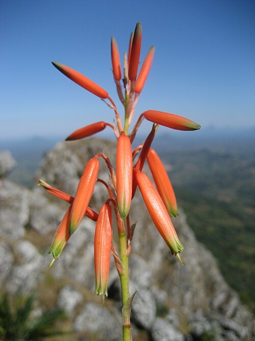 Aloe inyangensis: Aloe inyangensis at Monte Gurungue in Manica district of Mozambique