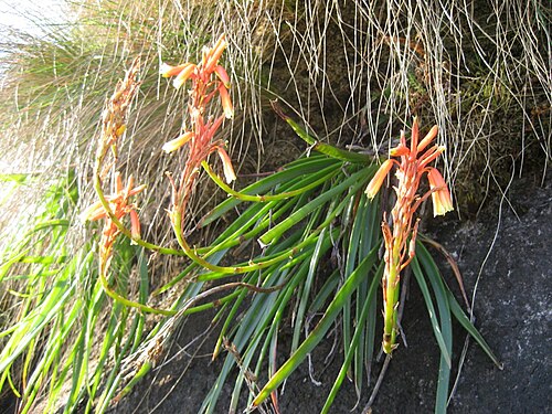 Aloe inyangensis: Aloe inyangensis at Mount Gurungue in Manica district, Manica province of Mozambique