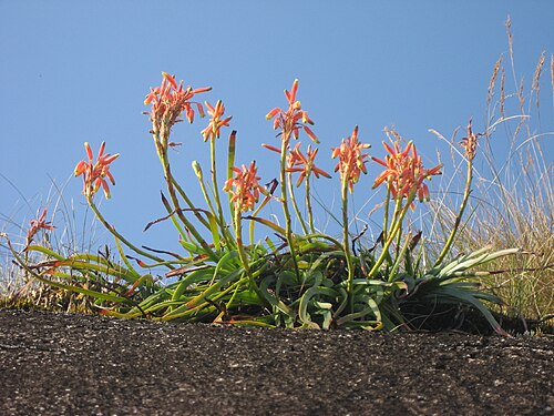 Aloe inyangensis: Aloe inyangensis an endemic of the Mozambique-Zimbabwe border area. Here at Mount Gurungue in Mozambique