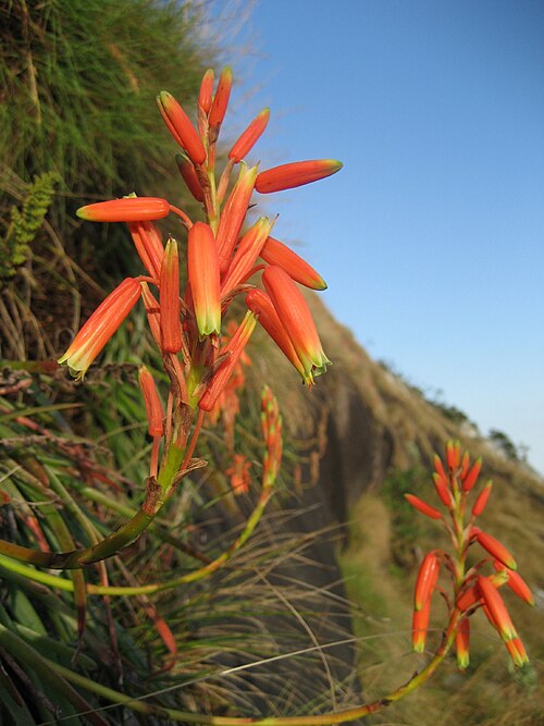 Aloe inyangensis: Flowering Aloe inyangensis at Monte Gurungue in Manica district of Mozambique