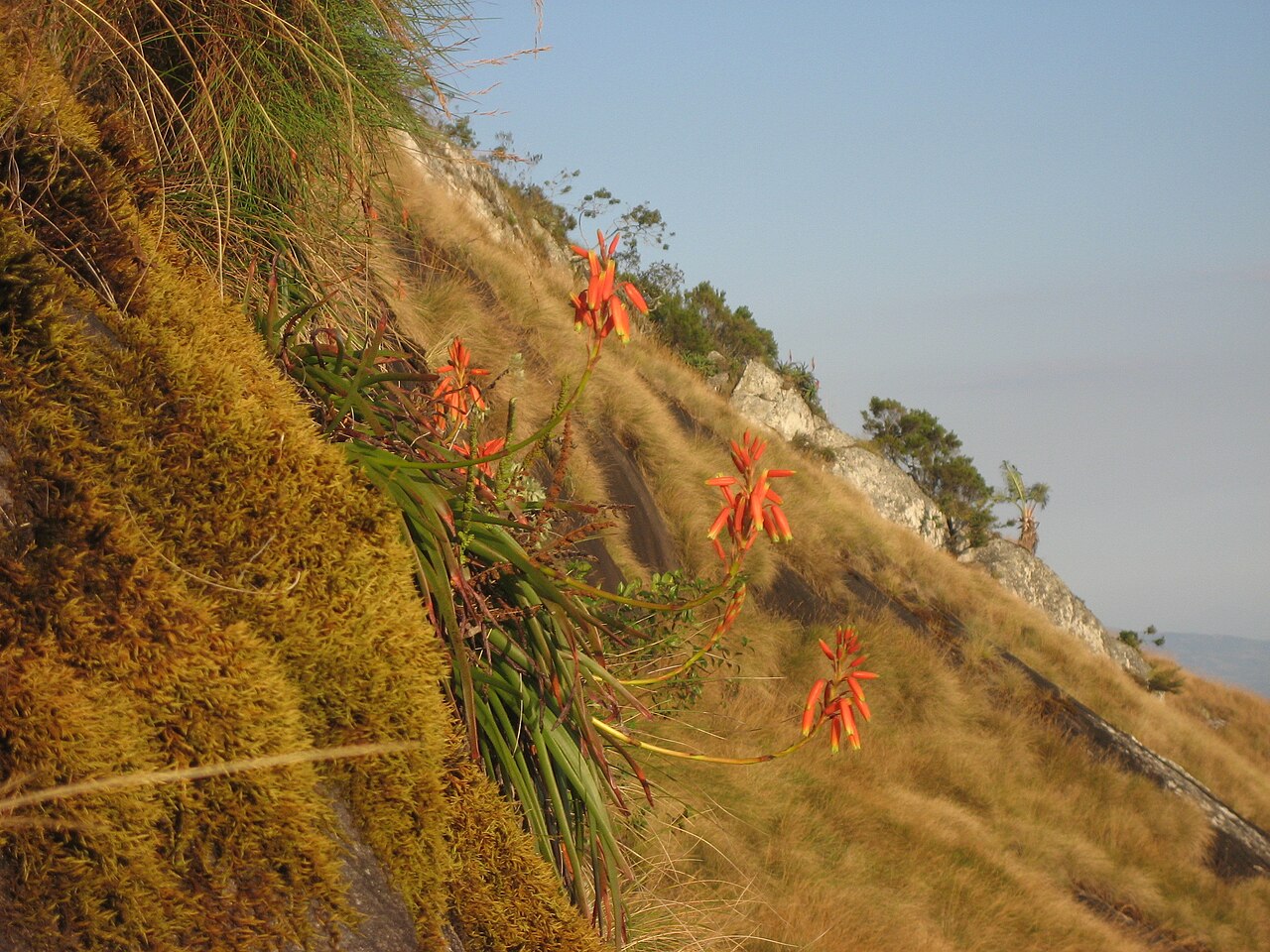 Aloe inyangensis: Aloe inyangensis - Plant - Gurungue