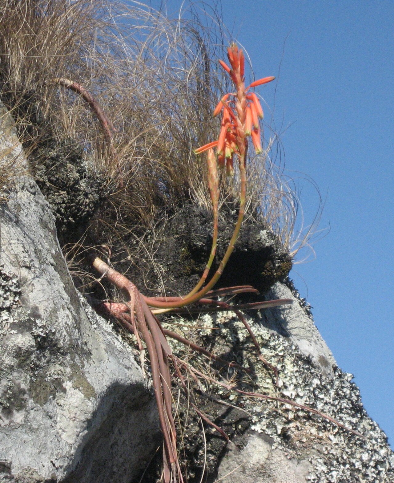 Aloe inyangensis: Aloe inyangensis at Monte Tanguene, Barue District of Manica province in Mozambique