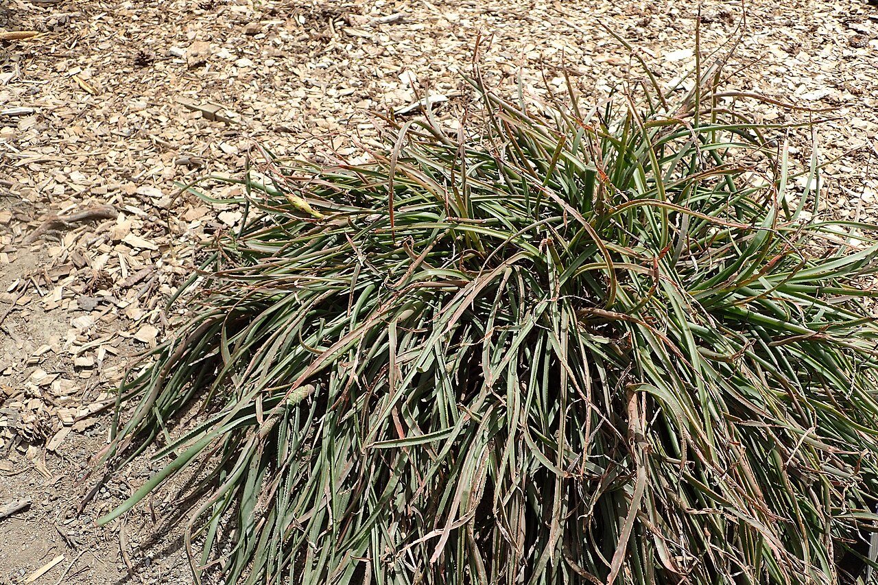 Aloe inyangensis: Aloe inyangensis in Auckland Botanic Gardens