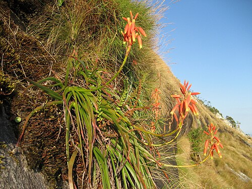 Aloe inyangensis: Aloe inyangensis growing on steep cliff faces of Monte Gurungue in Mozambique