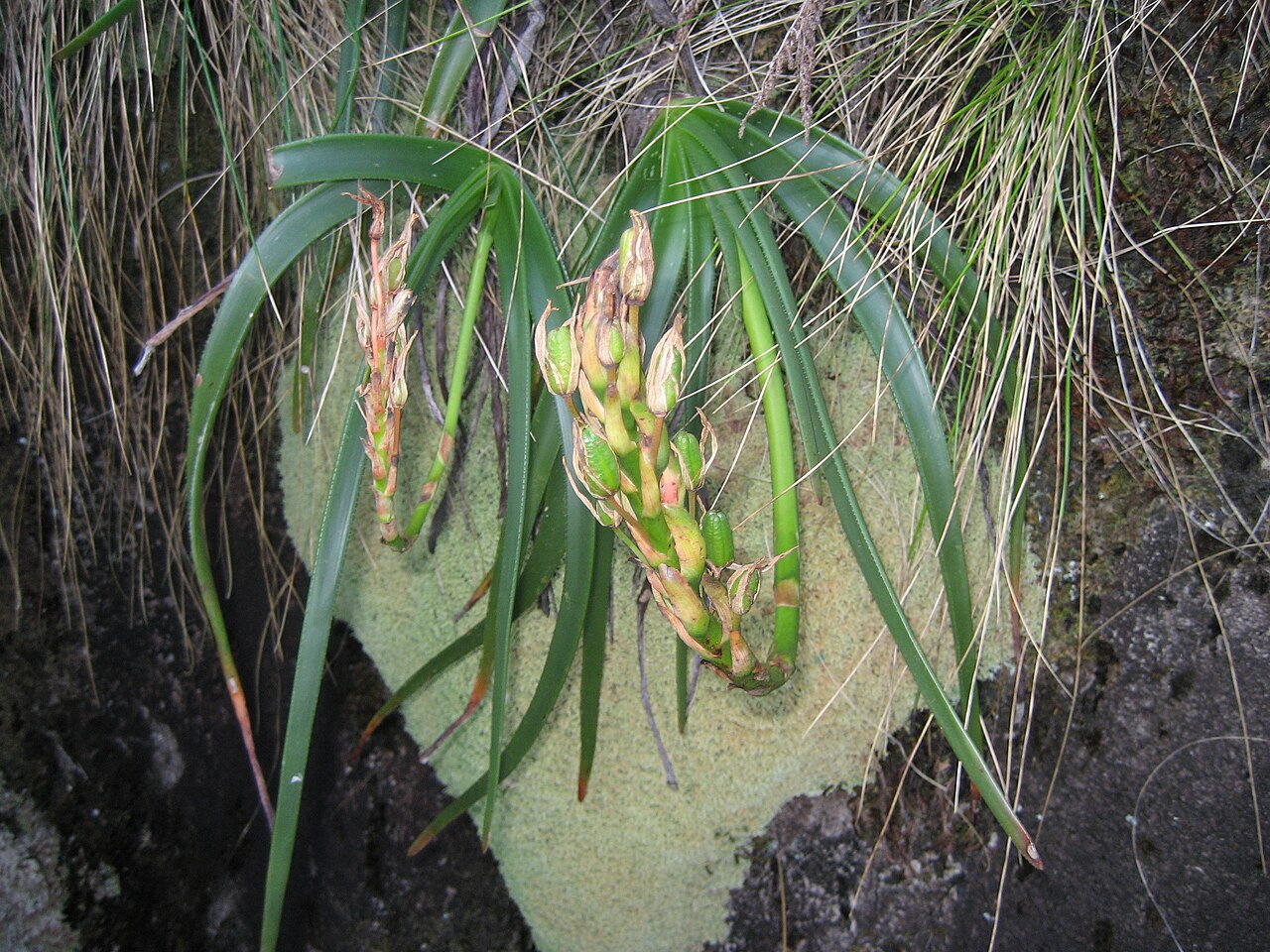 Aloe inyangensis: Aloe inyangensis - Capsules - Gurungue