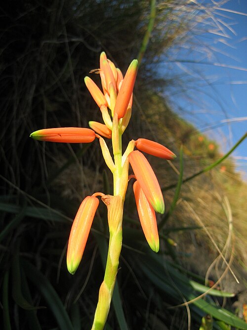 Aloe inyangensis: Close-up of Aloe inyangensis at Monte Gurungue in Manica district of Mozambique