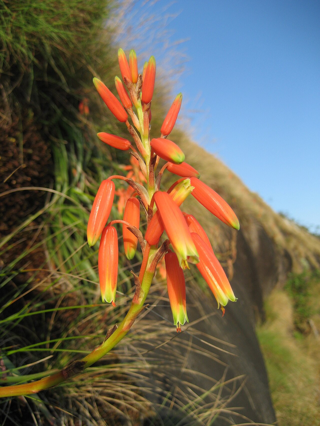 Aloe inyangensis: Aloe inyangensis - Raceme - Gurungue