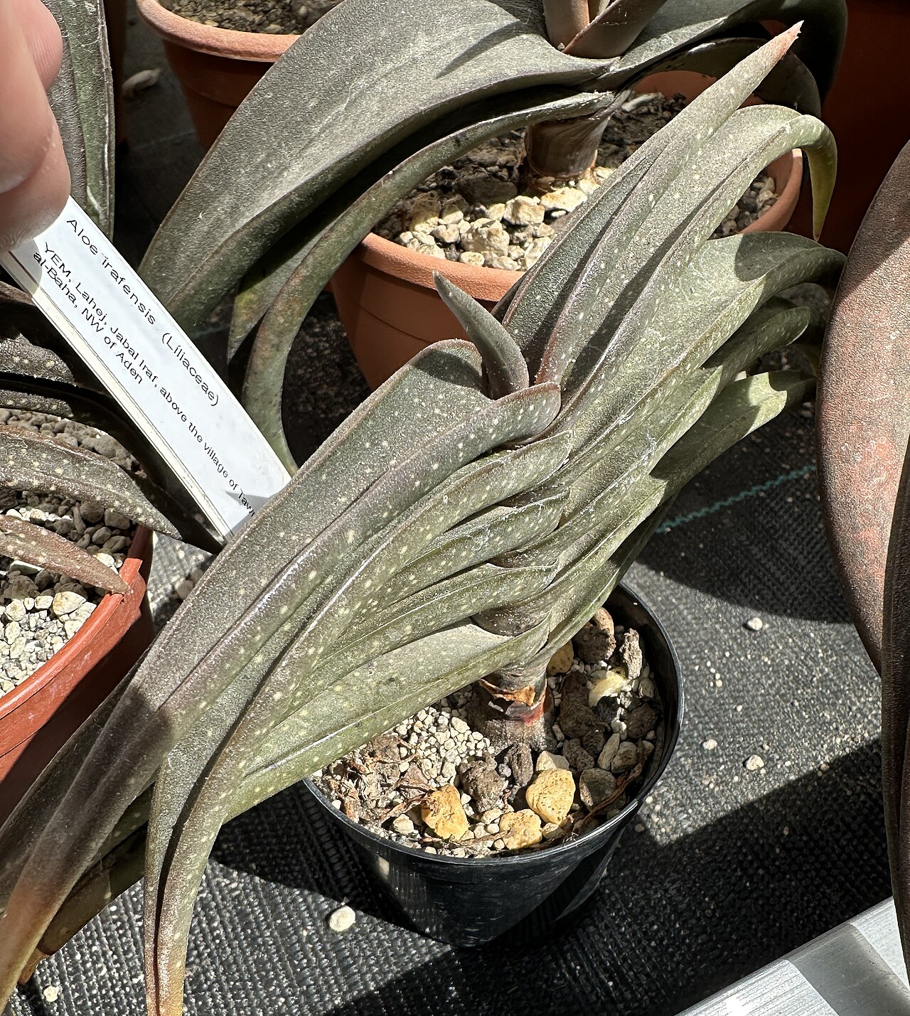 Aloe irafensis: Aloe irafensis im Botanischen Garten Meise, Belgien