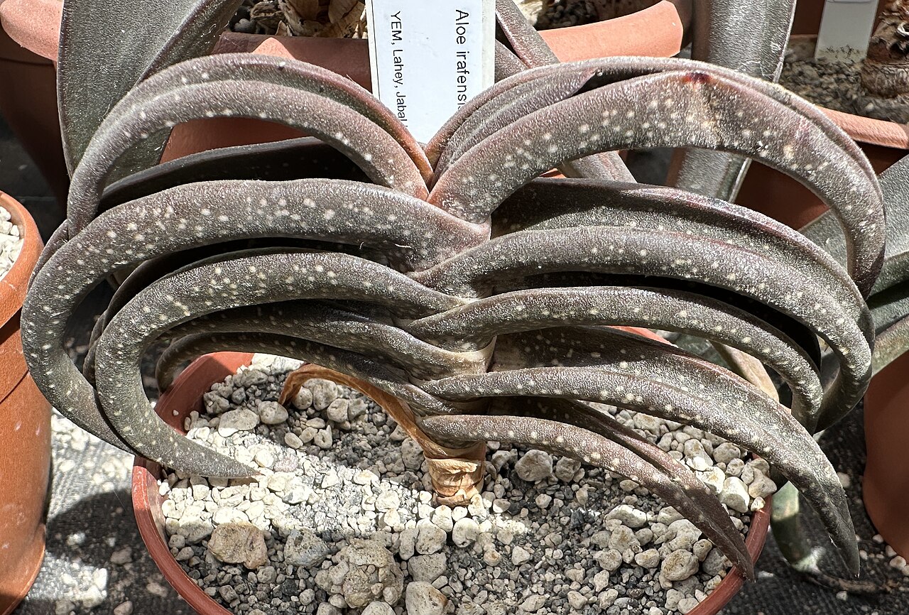 Aloe irafensis: Aloe irafensis im Botanischen Garten Meise, Belgien