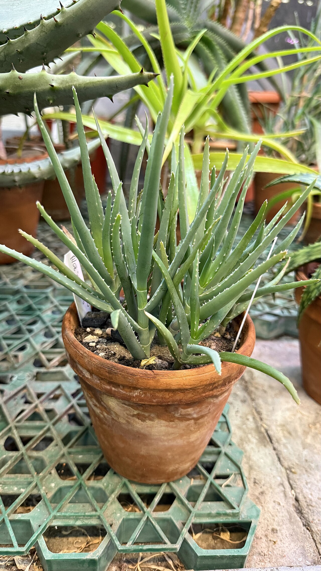Aloe isaloensis: Aloe isaloensis в горшечной культуре. Коллекция БИН РАН. Информация на бирке: «Aloe isaloensis» Оранжерея засушливых областей Африки и Америки №16