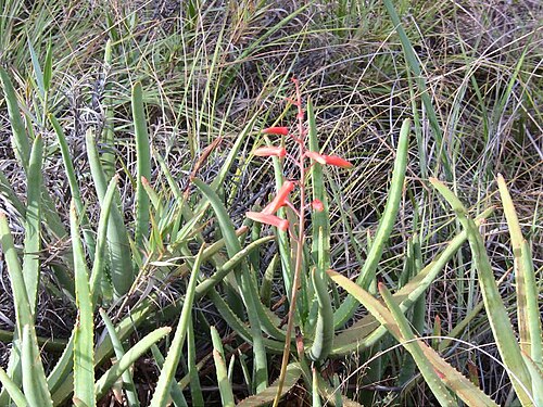 Aloe isaloensis: Aloe isaloensis H.Perrier