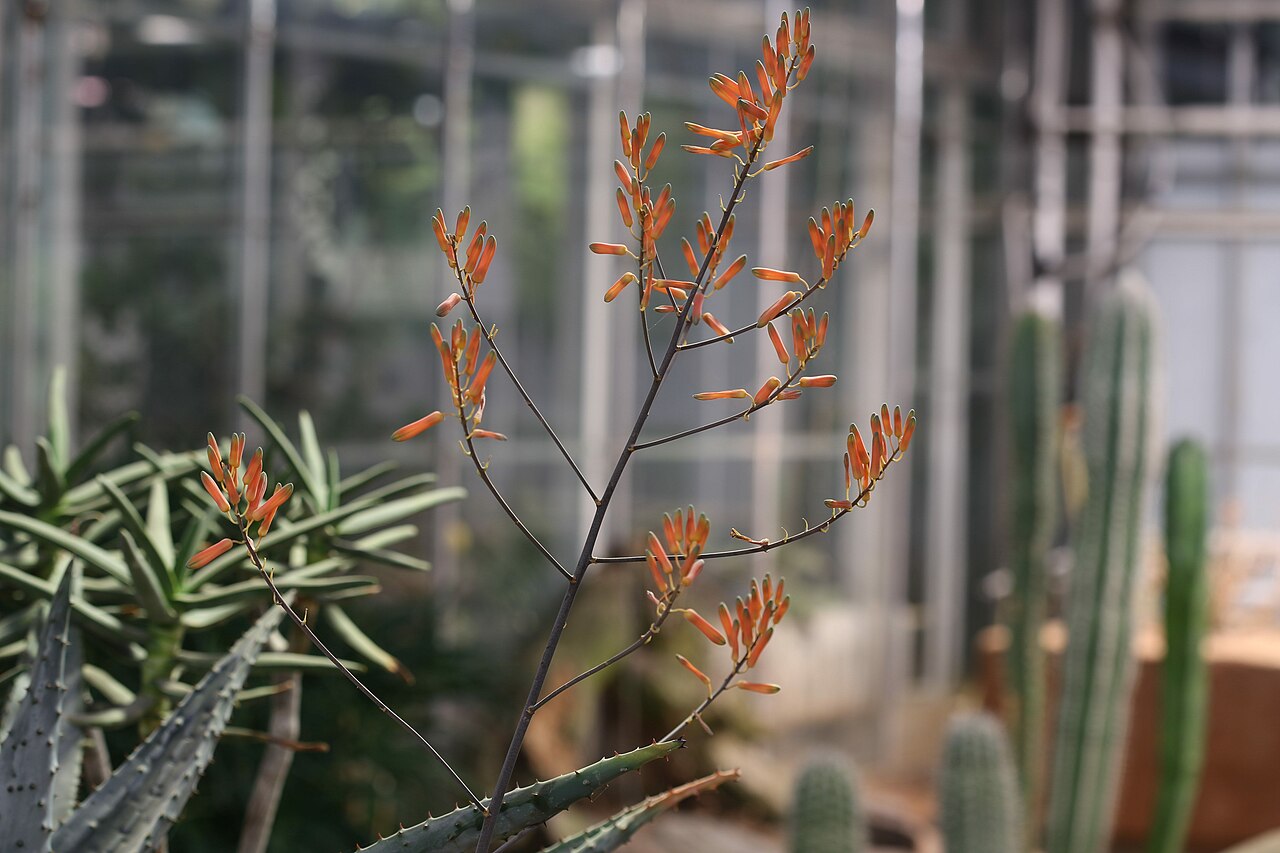 Aloe jacksonii: Aloe jacksonii in Gothenburg Botanical Garden. Plant id: 1964-3877 -- Mason