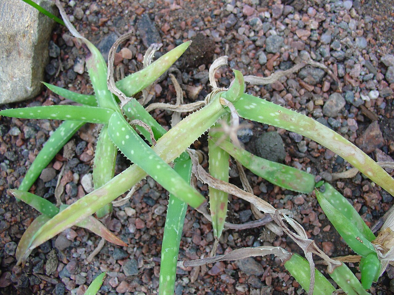 Aloe jacksonii: Aloë jacksonii . University of Helsinki Botanical Garden, Finland.