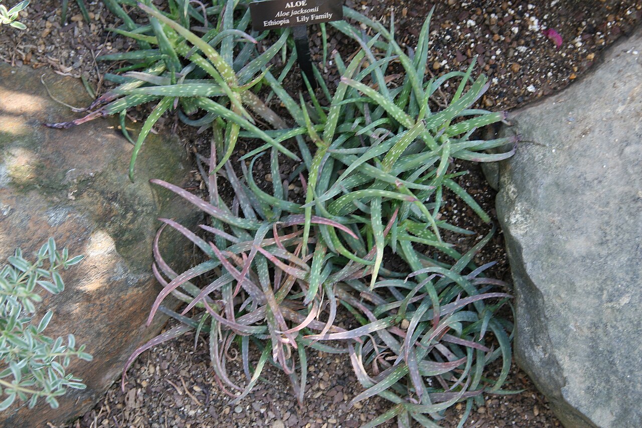 Aloe jacksonii: Location taken: Longwood Gardens, Kennett Square, Pennsylvania.. Names: Aloe jacksonii Reynolds, Alo Classification: Plantae > Magnoliophyta > Liliopsida > Aspa