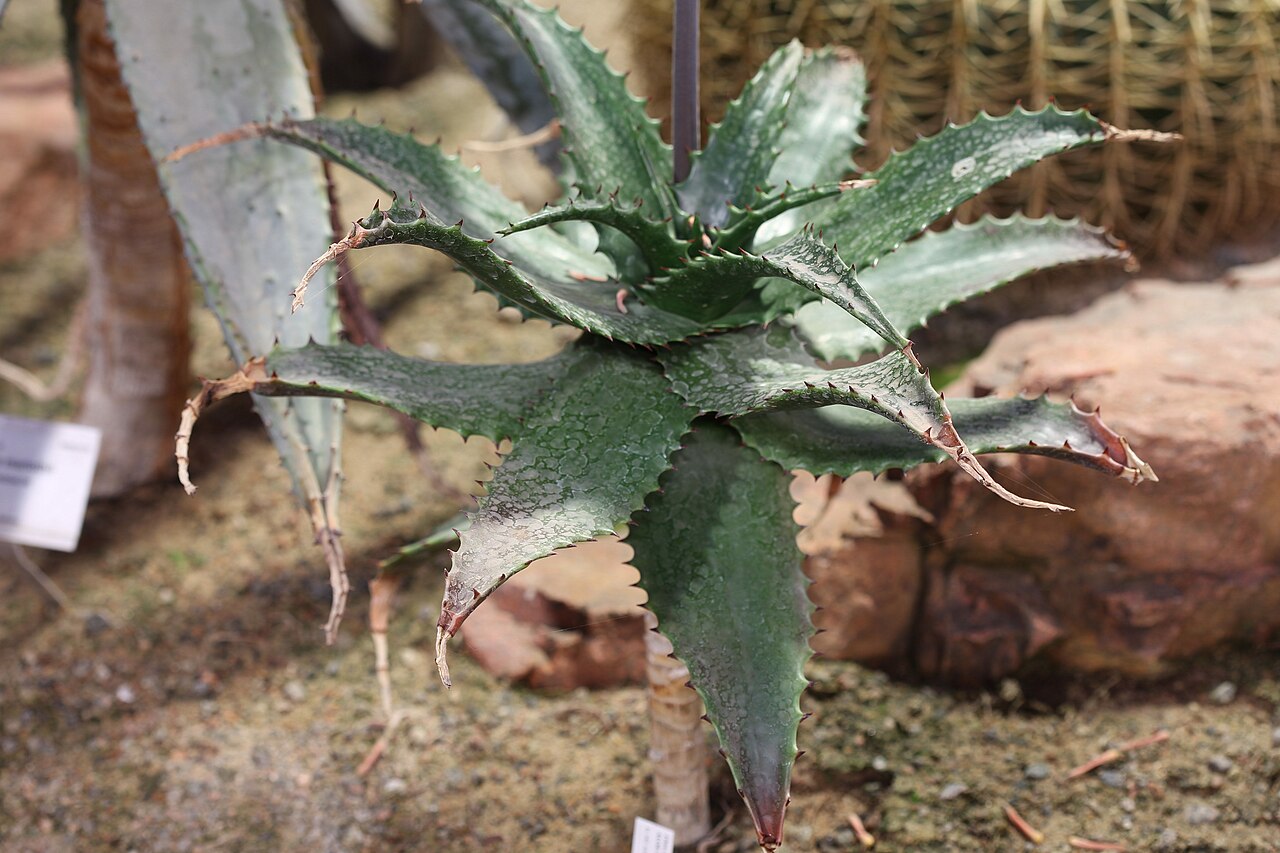 Aloe jacksonii: Aloe jacksonii in Gothenburg Botanical Garden. Plant id: 1964-3877 -- Mason